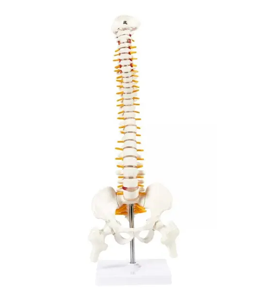 Human Spine Model – 45cm Anatomically Accurate Spine with Nerves, Pelvis & Herniated Disc