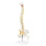 Human Spine Model – 45cm Anatomically Accurate Spine with Nerves, Pelvis & Herniated Disc