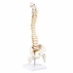 Human Spine Model – 45cm Anatomically Accurate Spine with Nerves, Pelvis & Herniated Disc