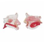 Nasal Cavity Model With Precise Anatomical Details