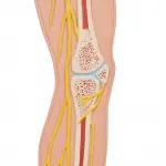 Nervous System Model, 1-2 life size