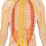 Nervous System Model, 1-2 life size