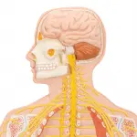 Nervous System Model, 1-2 life size