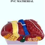 Advanced Pathological Liver Model