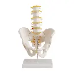 Pelvis With 5pcs Lumbar Vertebrae