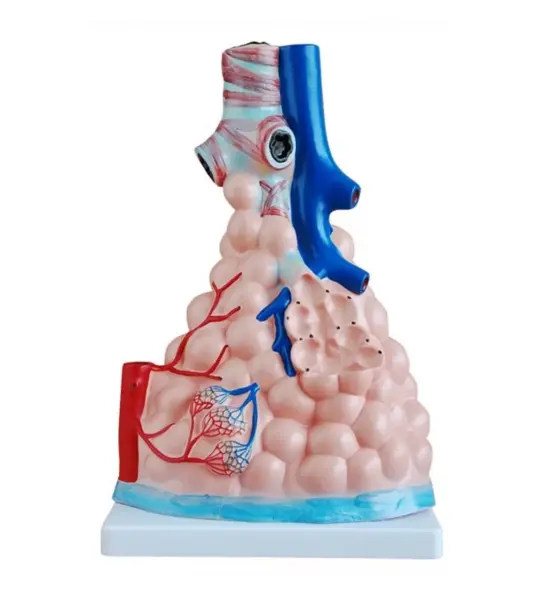 Pulmonary Alveoil Model (Magnified)