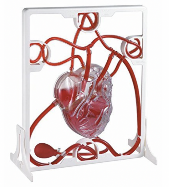 Human Heart Pumping Model