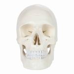 Rodger Human Skull Model - Life Size With Articulating Jaw & Removable Skull Cap