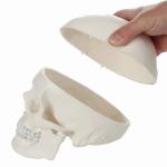 Rodger Human Skull Model - Life Size With Articulating Jaw & Removable Skull Cap