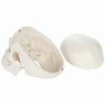 Rodger Human Skull Model - Life Size With Articulating Jaw & Removable Skull Cap