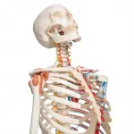 Human Skeleton Model with Nerves & Blood Vessels and Ligaments on Pelvic Stand