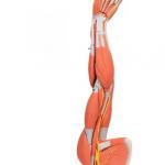 Muscle Arm Model, 6-part, 3-4 Life Size