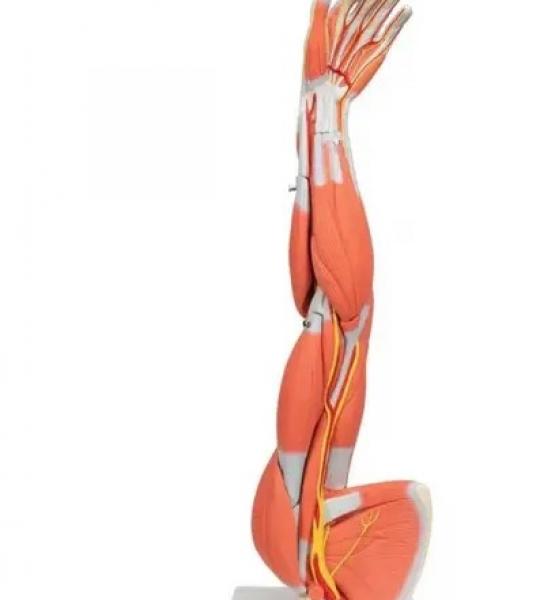 Muscle Arm Model, 6-part, 3-4 Life Size