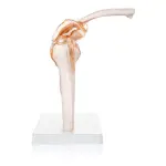 Human Shoulder Joint Model With Flexible Ligaments to Show Movement, Anatomically Accurate, Orthopedic Model,(PVC Plastic)