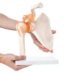 Human Shoulder Joint Model With Flexible Ligaments to Show Movement, Anatomically Accurate, Orthopedic Model,(PVC Plastic)