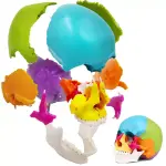 Osteopathic Skull Model (22-Parts)
