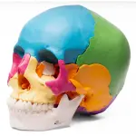 Osteopathic Skull Model (22-Parts)