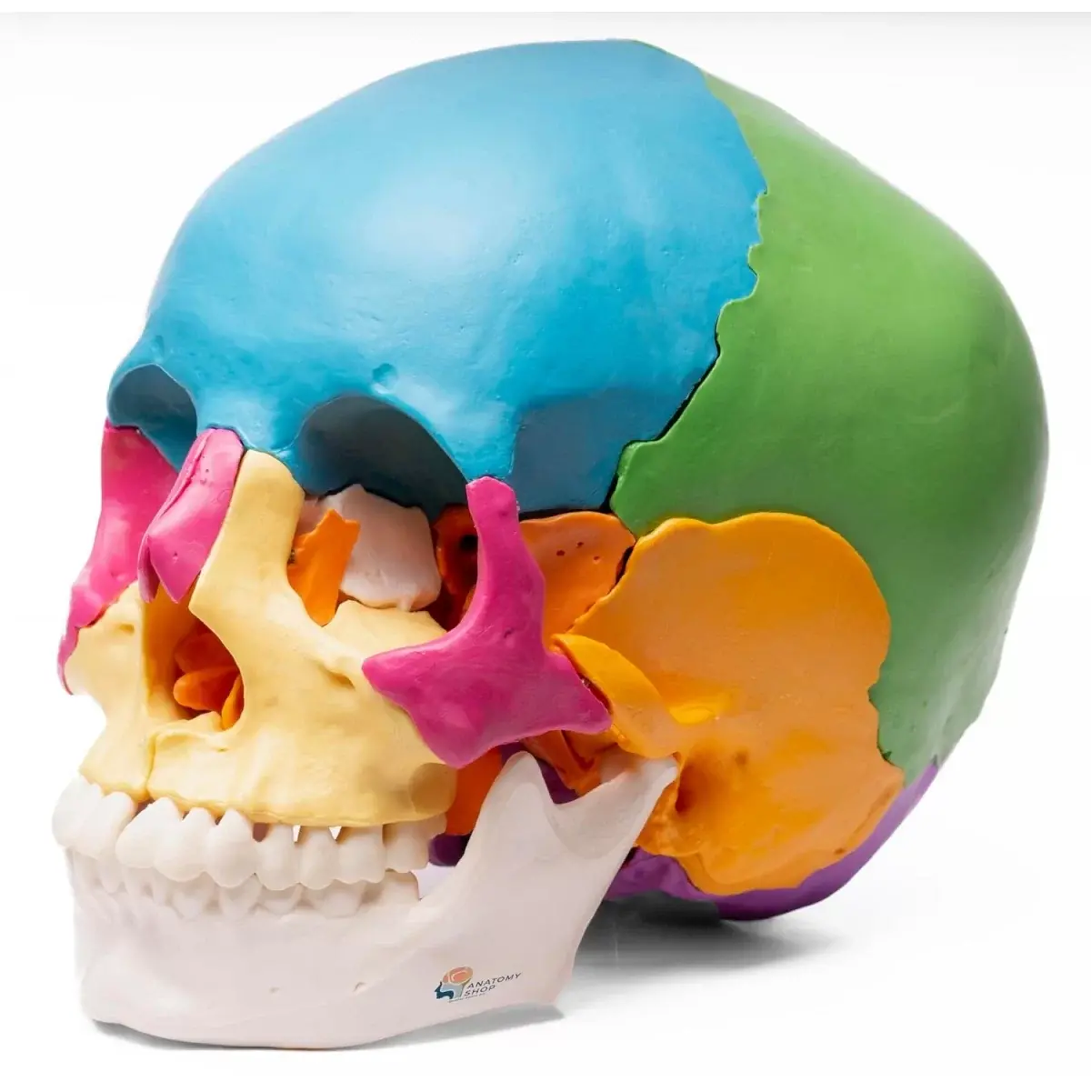 skull-model-22-parts02-