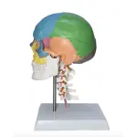 Skull With Cervical Anatomical Model (Life Size