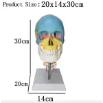 Skull With Cervical Anatomical Model (Life Size