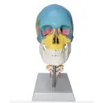 Skull With Cervical Anatomical Model (Life Size