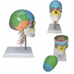Skull With Cervical Anatomical Model (Life Size
