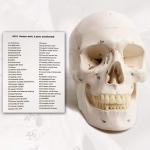 Human Skull Model With Numbers, Highlighted Sutures And Study Manual