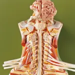 Spinal Cord in the Spinal Canal