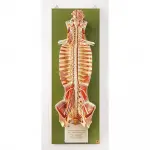 Spinal Cord in the Spinal Canal