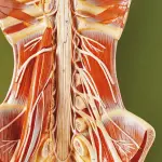Spinal Cord in the Spinal Canal