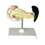 Spleen, Duodenum And Pancreas Model