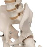Stan Skeleton Model On Pelvic Stand