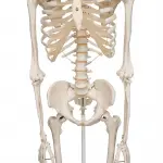 Stan Skeleton Model On Pelvic Stand