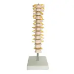 Thoracic Spinal Column Model