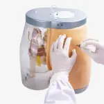 Transparent Contrastive Intramuscular Injection Buttocks Model
