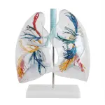 Transparent Lungs Model Showing Bronchial Tree, Left Lung, Right Lung And Hilus Of Lung