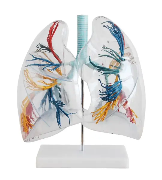 Transparent Lungs Model Showing Bronchial Tree, Left Lung, Right Lung And Hilus Of Lung