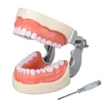 Typodont Dental Model (32 Teeth) with Soft Gingiva And Screw Driver