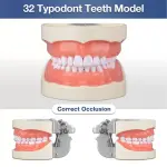 Typodont Dental Model (32 Teeth) with Soft Gingiva And Screw Driver