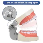 Typodont Dental Model (32 Teeth) with Soft Gingiva And Screw Driver