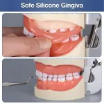 Typodont Dental Model (32 Teeth) with Soft Gingiva And Screw Driver
