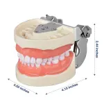 Typodont Dental Model (32 Teeth) with Soft Gingiva And Screw Driver