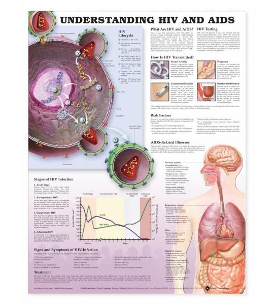 Understanding HIV and AIDS Chart (52x70cm) With Special Rigid Lamination and Plastic Rollers