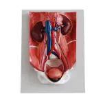Urinary System Model