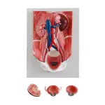 Urinary System Model