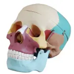 Adult Skull (Coloured) Life-Size Model Asian Version