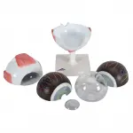 Eye Model, 5 times full-size, 6 part | Medical-Grade Teaching Models