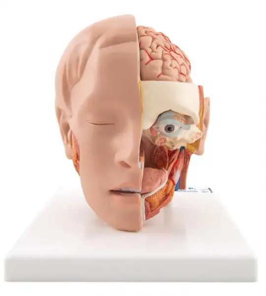 Life-size Head Model, 6 part | Anatomical Model