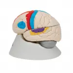 Neuro-Anatomical Brain, 8 part | Premium Neuroanatomy Learning Tool