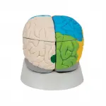 Neuro-Anatomical Brain, 8 part | Premium Neuroanatomy Learning Tool